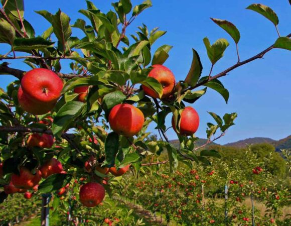 Paket Wisata Malang Bromo 3 Hari 2 Malam