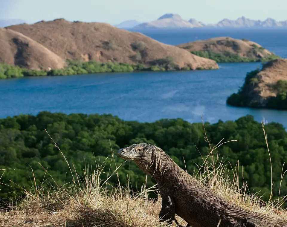 Paket Tour Labuan Bajo Komodo