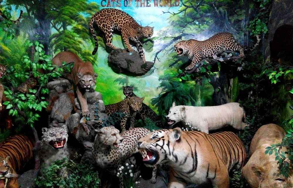 Museum Rahmat Gallery Medan