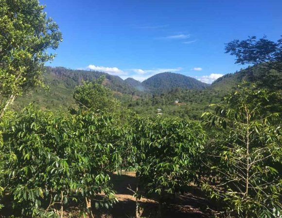Dataran Tinggi Gayo | Negeri di Atas Awan, Surga Kopi Dunia