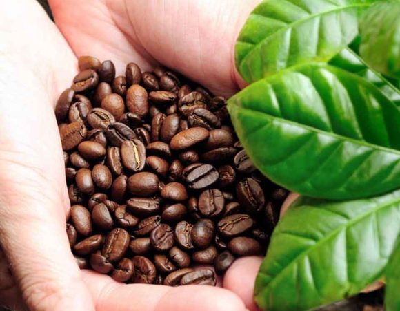 Kopi Gayo | Wisata Edukasi Eksklusif dari A hingga Z di Takengon