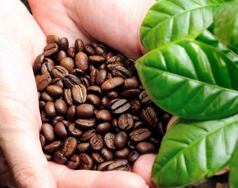 Kopi Gayo