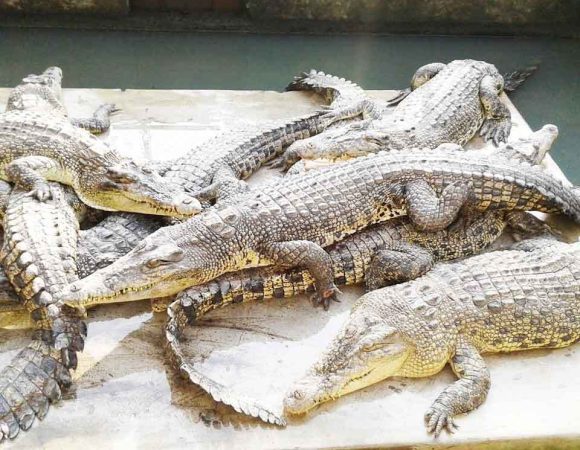 Taman Buaya Asam Kumbang | Sensasi Mendebarkan di Medan