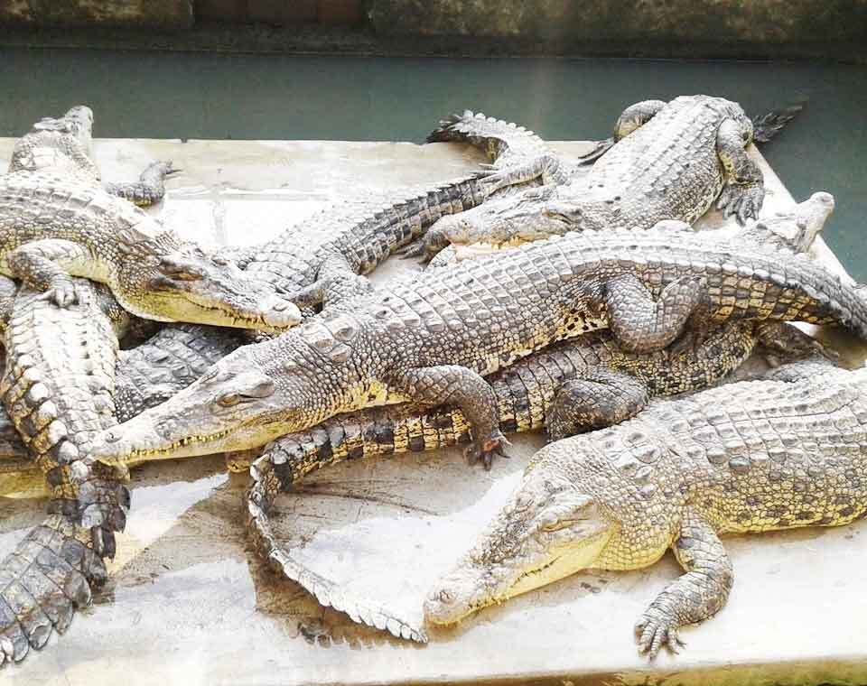 Taman Buaya Asam Kumbang