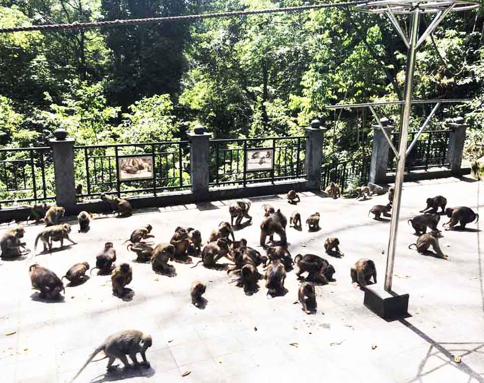 Wisata Kera Sibaganding