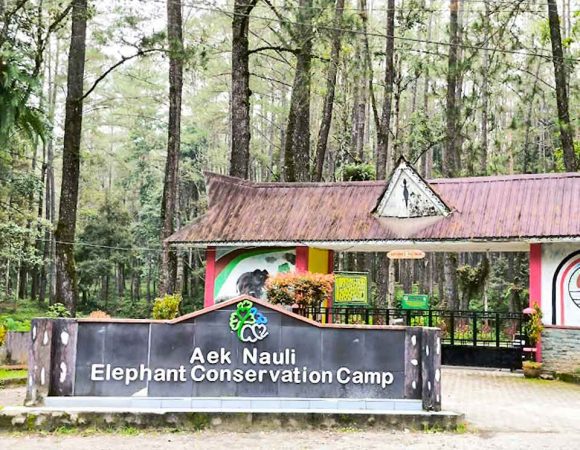 Konservasi Gajah Aek Nauli | Wisata Edukasi Dekat Danau Toba