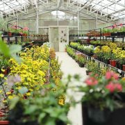 Flower Nursery Simalem Resort