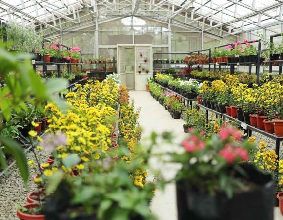 Flower Nursery Taman Simalem | Taman Bunga di Atas Awan