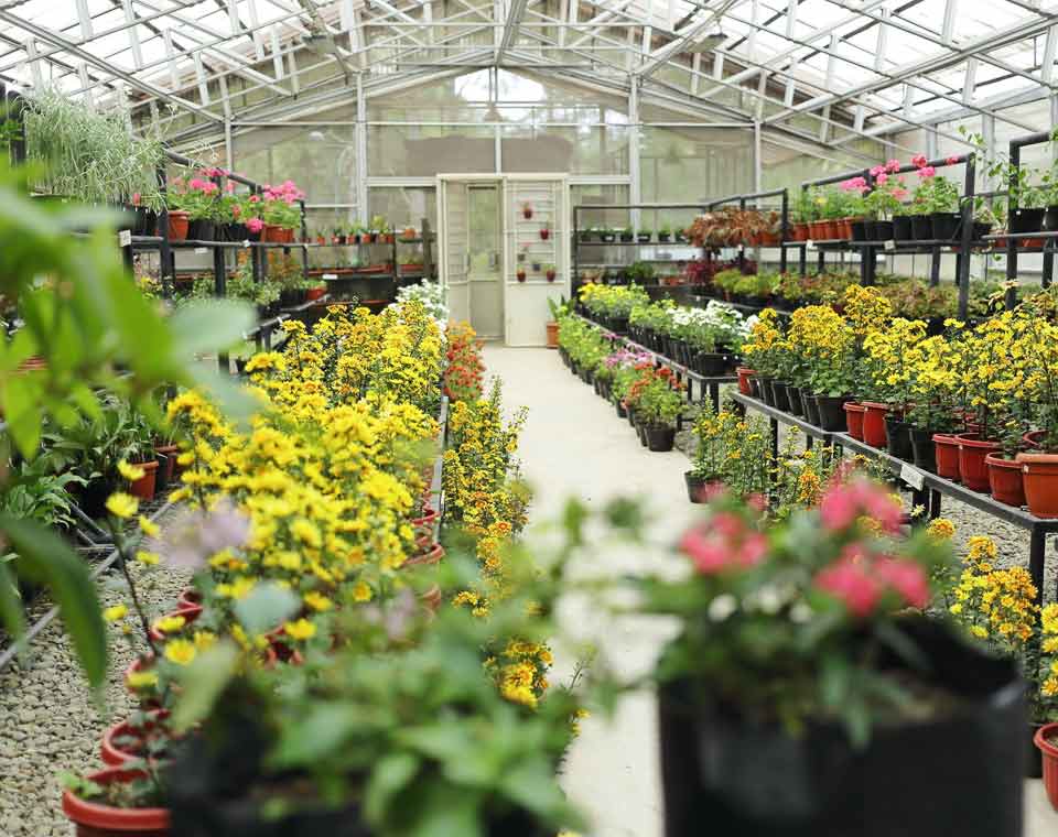 Flower Nursery Simalem Resort