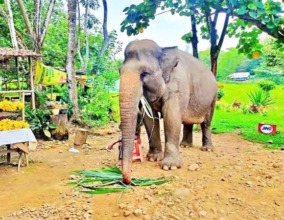 Kebun Binatang Medan | Destinasi Wisata & Edukasi Satwa