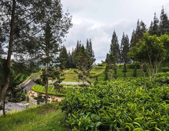 Teh & Kopi Organik Simalem Resort | Kesegaran dari Danau Toba