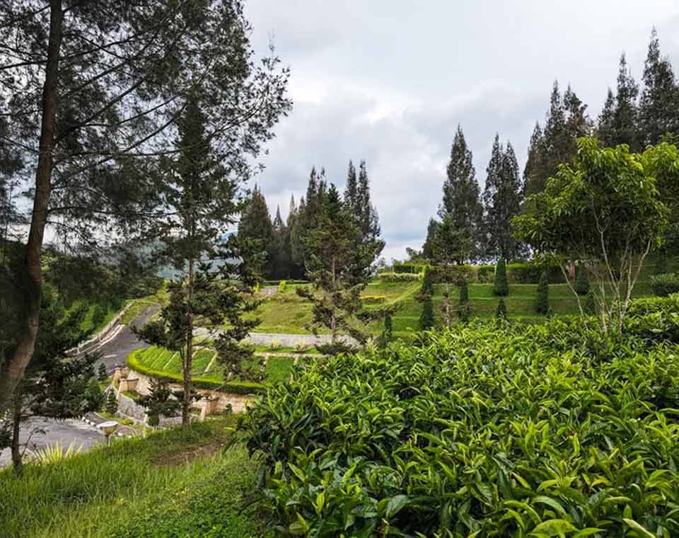 Teh dan Kopi Organik Simalem