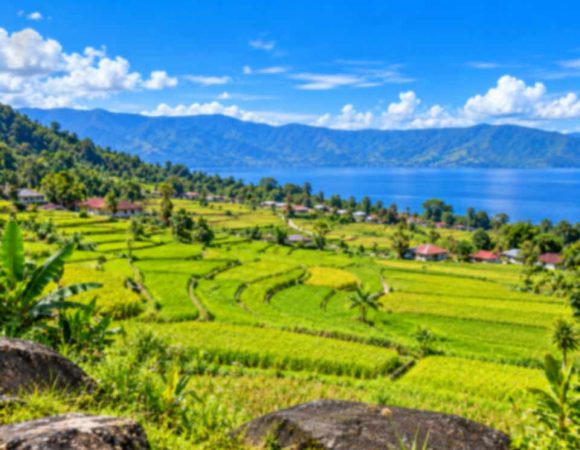 Persawahan Estetik Desa Sagala Samosir, Wisata Alam yang Memesona