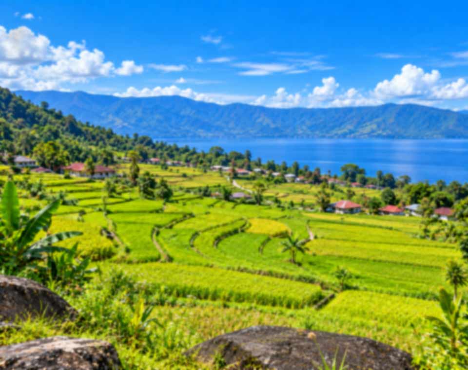 Persawahan Desa Sagala Samosir